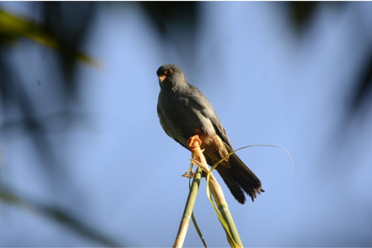 Manipur Welcomes Avian Guests, the Amur Falcons Amidst Unrest