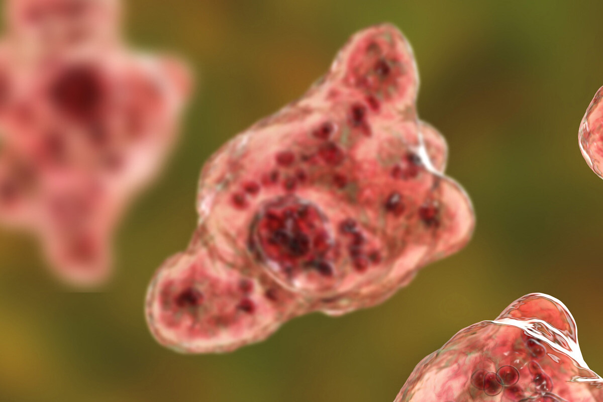 Brain-eating Amoeba kills three in Kerala: All you need to know THE NEW
