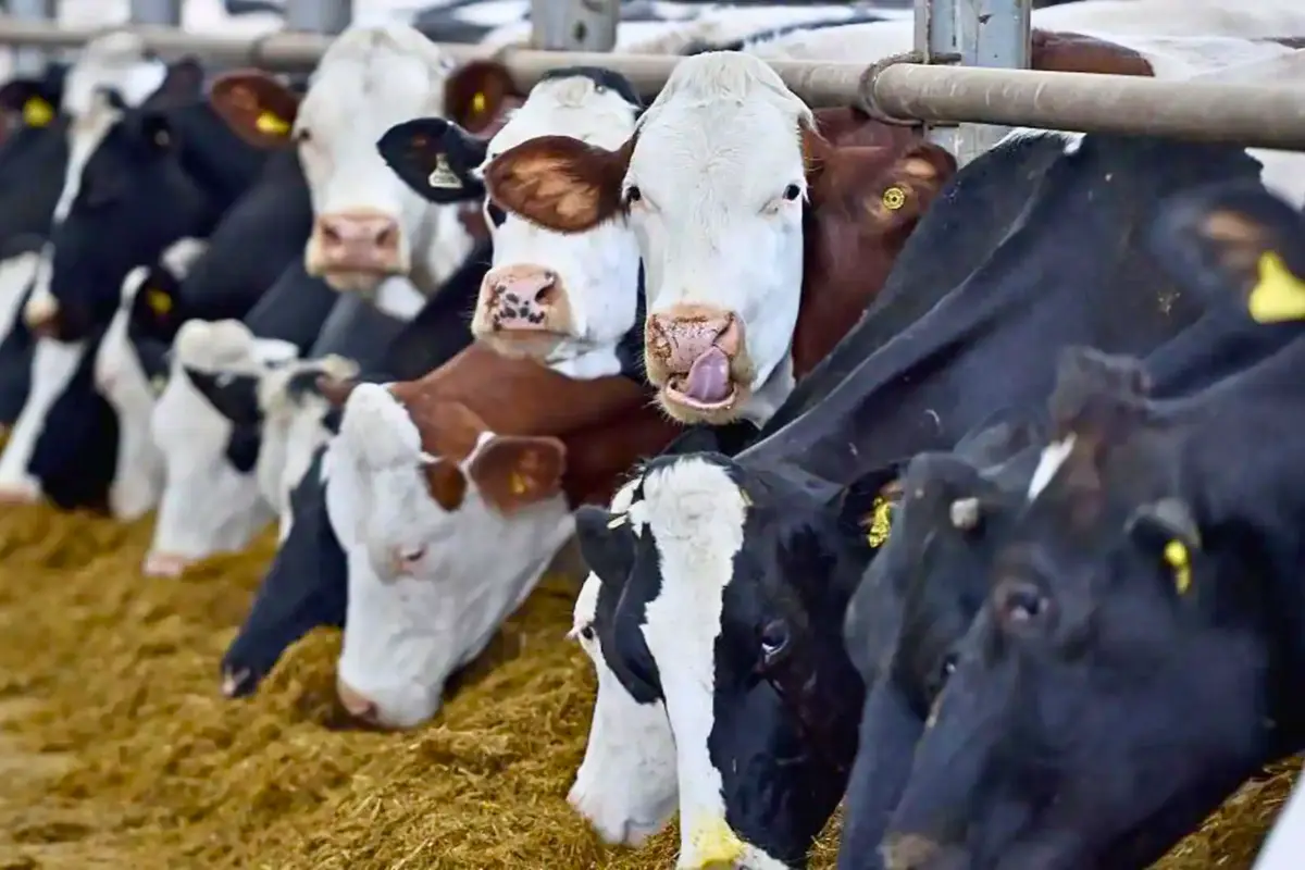 Agriculture
